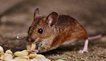 24 Hour & Emergency Exterminators in Center Point, AL